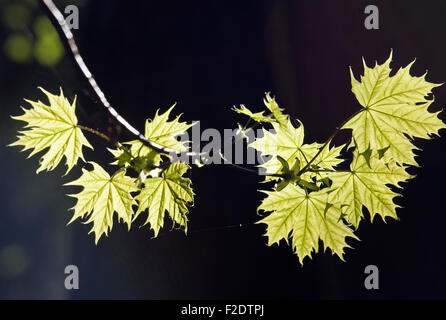 Acer platanoides L Norvegia acero foglie in primo piano Foto Stock