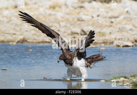 Martial eagle (Polemaetus bellicosus), con la preda in vista, a Waterhole, il Parco Nazionale di Etosha, Namibia Foto Stock