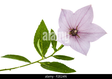 Fiore rosa di Platycodon (Platycodon grandiflorus) o campanule, isolato su sfondo bianco Foto Stock