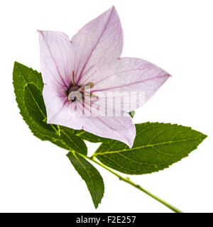 Fiore rosa di Platycodon (Platycodon grandiflorus) o campanule, isolato su sfondo bianco Foto Stock