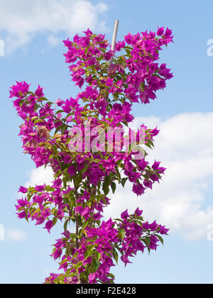 Il Bougainvillea contro sky. Vite ornamentale, vivid rosa fucsia colore. Foto Stock