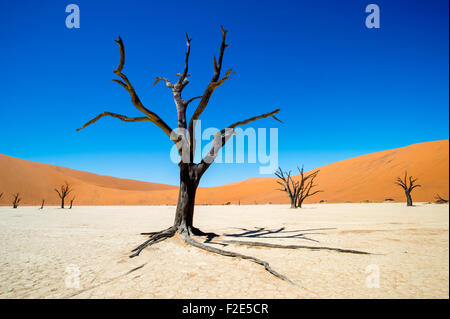 Namib-Naukluft National Park, Namibia Africa - Deadvlei pan e dune, stimato 900 anno vecchio cammello morto Thorn trees (Acacia erio Foto Stock