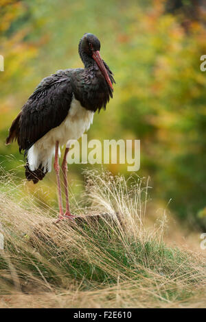 Cicogna nera / Schwarzstorch ( Ciconia nigra ) in piedi su un tronco di un albero circondato da erba alta e graziosi cespugli colorati, l'Europa. Foto Stock