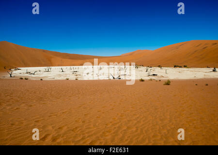 Deadvlei pan e dune, stimato 900 anno vecchio cammello morto Thorn trees in Namib-Naukluft National Park, Namibia Africa Foto Stock