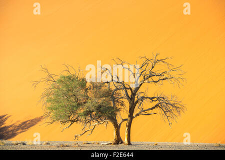 Deadvlei pan e dune, stimato 900 anno vecchio cammello morto Thorn trees in Namib-Naukluft National Park, Namibia Africa Foto Stock