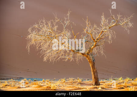 Deadvlei pan e dune, stimato 900 anno vecchio cammello morto Thorn trees in Namib-Naukluft National Park, Namibia Africa Foto Stock