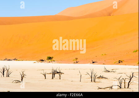 Deadvlei pan e dune, stimato 900 anno vecchio cammello morto Thorn trees in Namib-Naukluft National Park, Namibia Africa Foto Stock