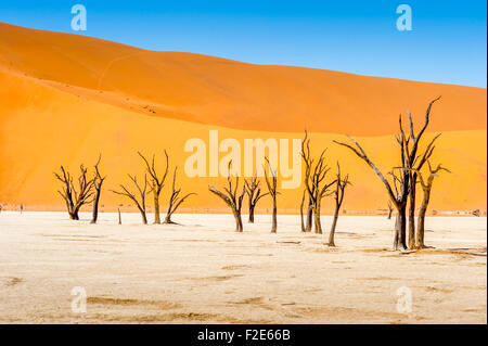 Deadvlei pan e dune, stimato 900 anno vecchio cammello morto Thorn trees in Namib-Naukluft National Park, Namibia Africa Foto Stock