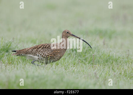 Numenius arquata / Curlew eurasiatico / Curlew Wulp / Grosser Brachvogel camminando, correndo su un prato umido, alla ricerca di cibo, fauna selvatica, Europa. Foto Stock
