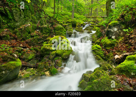 Una cascata in un lussureggiante gola in Slovenský Raj in Slovacchia. Foto Stock