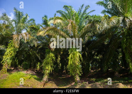 Piantagione di palme da olio a Langkat, Sumatra settentrionale, Indonesia. Foto Stock