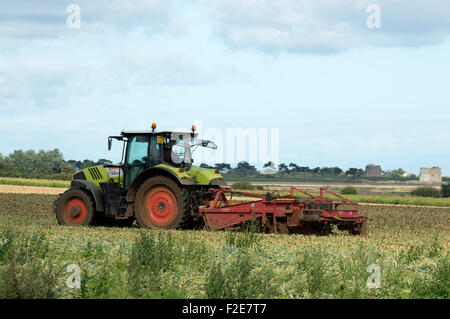 Onion harvest Bawdsey Suffolk REGNO UNITO Foto Stock