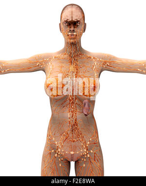 Anatomia di una donna in bianco con percorso di clipping. Foto Stock