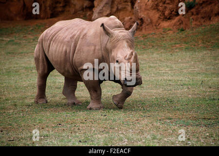 African rinoceronte bianco, quadrato con labbro rinoceronte (Ceratotherium simum) in Cabárceno natura park, Santander, Spagna. Foto Stock