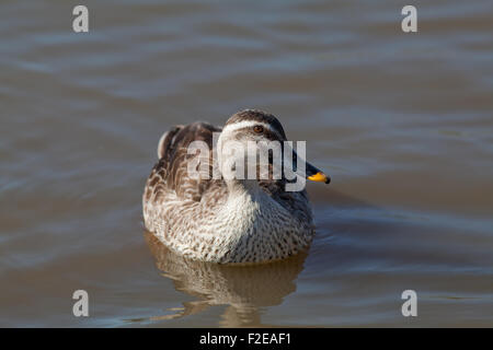 Orientale o Spotbill Cinese (Anas zonorhyncha paecilorhyncha). Sottospecie. migratori dedicarmi di acqua dolce di anatra. Foto Stock