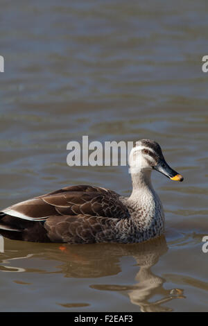 Orientale o Spotbill Cinese (Anas zonorhyncha paecilorhyncha). Sottospecie. migratori dedicarmi di acqua dolce di anatra. Foto Stock