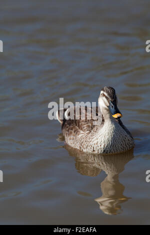 Orientale o Spotbill Cinese (Anas zonorhyncha paecilorhyncha). Sottospecie. migratori dedicarmi di acqua dolce di anatra. Foto Stock