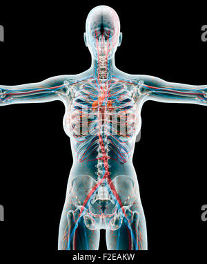 Anatomia di una donna in nero con percorso di clipping. Foto Stock
