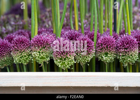 Allium sphaerocephalon. Testa tonda porri. A testa tonda Fiori di aglio in un display di fiori Foto Stock