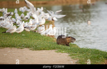 Close up coypu con seaulls a Serravalle park in Empoli Foto Stock