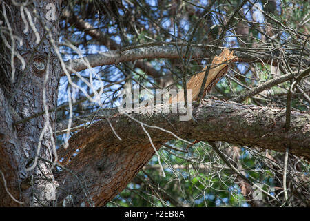 Rotto il ramo di un albero di pino nel parco all'aperto Foto Stock