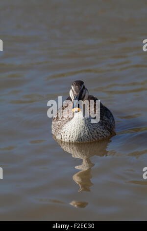 Spotbill cinese o Spotbill Orientale (Anas zonorhyncha paecilorhyncha). Sottospecie. migratori dedicarmi di acqua dolce di anatra. Foto Stock