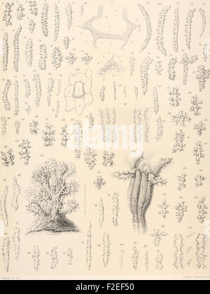 "Den Norske Nordhavs-Expedition" racconta la spedizione norvegese nel Mare del Nord tra il 1876 e il 1878. Questo lavoro include illustrazioni dettagliate e risultati della spedizione, concentrandosi sull'esplorazione artica e sulla biologia marina. Foto Stock