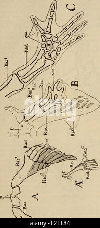 "Der Bau des Menschen als Zeugnis für seine Vergangenheit" (il corpo umano come testimonianza del suo passato) del 1902 esplora l'evoluzione umana, l'anatomia e la connessione tra la struttura del corpo e la storia evolutiva. Foto Stock