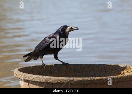 Rook (Corvus frugilegus). In procinto di prendere il cibo formulati per fenicotteri raccolta da un secchio di plastica. WWT, Slimbridge. Regno Unito. Foto Stock