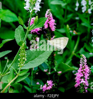 Il cavolo bianco, Butterfly Pierus brassicae su Agastache issopo. Oklahoma City, Oklahoma, Stati Uniti d'America. Foto Stock