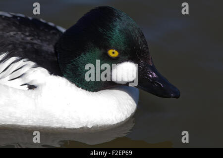 American Goldeneye (Bucephala clangula americana). Maschio o Drake. Questo modulo o sub-specie è simile a quello europeo. Foto Stock