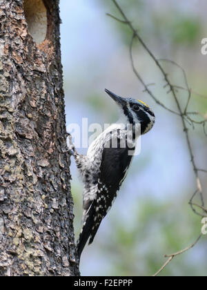 Tre maschi-toed Woodpecker (Picoides tridactylus) nei pressi del nido cava. Regione di Mosca, Russia Foto Stock