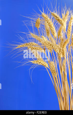 Spikelets e i chicchi di grano su uno sfondo blu Foto Stock