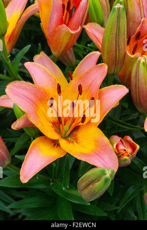 Lillies Foto Stock