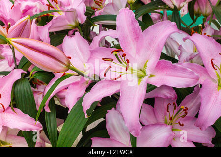 Lillies Foto Stock