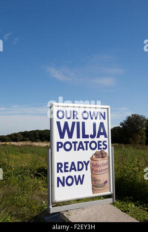 Patate Wilja, ora pronto. La produzione agricola in vendita nei villaggi e frazioni di Wigan Greater Manchester, Lancashire, Regno Unito Foto Stock