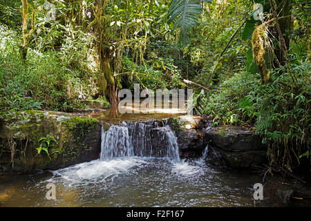 Brook con cascata nella foresta pluviale tropicale di Ranomafana National Park, Haute Matsiatra, Madagascar, Africa Sud-est Foto Stock