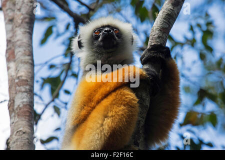 Diademed sifaka / diademed simpona (Propithecus diadema) nella struttura ad albero, Andasibe Mantadia National Park, Alaotra-Mangoro, Madagascar Foto Stock