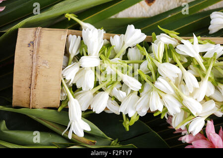 Tahiti, Polinesia francese, 2013: fiore di Tiarè (Gardenia tahitensis) Foto Stock