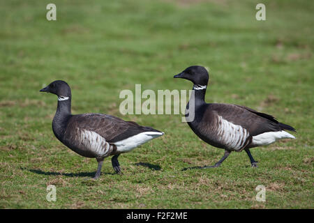 Black Brant o Pacific Brent oche (Branta bernicla orientalis). Coppia, d'oca o femmina a sinistra. Foto Stock