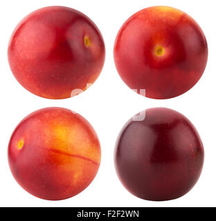 Raccolta di Red Cherry prugne isolato su uno sfondo bianco. Foto Stock