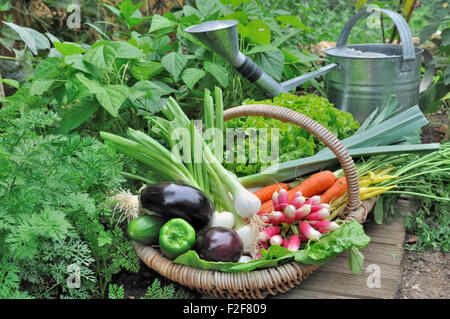 Verdure fresche dal giardino nel cesto di vimini con annaffiatoio Foto Stock