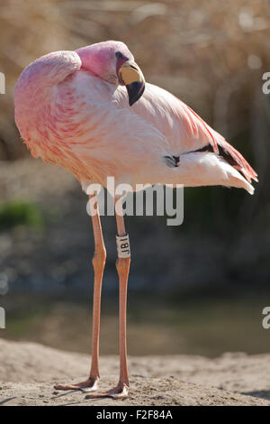 James's, o Puna, Flamingo (Phoenicoparrus jamesi). "Lubrificazione" indietro usando la testa e il collo per la diffusione di coda ghiandola preen essudato di olio. Foto Stock