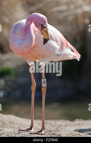 James's, o, Puna Flamingo (Phoenicoparrus jamesi). Foto Stock