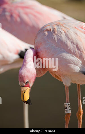 James's, o, Puna Flamingo (Phoenicoparrus jamesi). Close up della testa mostra distintivo pelle rossa area facciale e bright yello Foto Stock