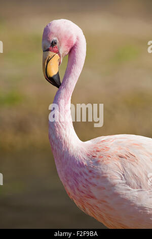 James's, o, Puna Flamingo (Phoenicoparrus jamesi). Close up della testa che mostra come bill è utilizzato per lo sposo collo superiore regione. Foto Stock