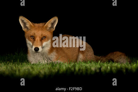 La Volpe rossa vulpes vulpes Foto Stock