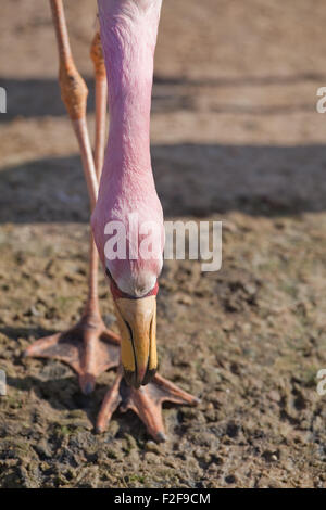 James's, o, Puna Flamingo (Phoenicoparrus jamesi). Testa; vista mostrante mandibola superiore e piedi palmati. Foto Stock