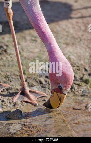 James's, o, Puna Flamingo (Phoenicoparrus jamesi). Alimentazione da acque poco profonde. La testa mostra pelle rossa area facciale ed un piede. Foto Stock