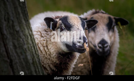 Badger faccia il gallese le pecore di montagna profumati di erbe Foto Stock